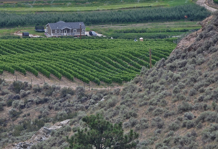 Anarchist Hillside